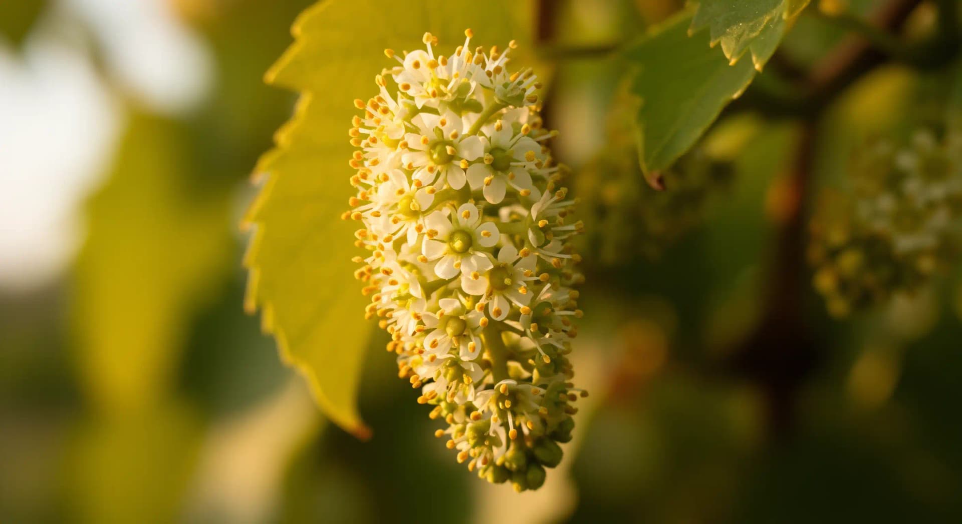 Floraison vigne 2026 : pluies de mai et risque de coulure
