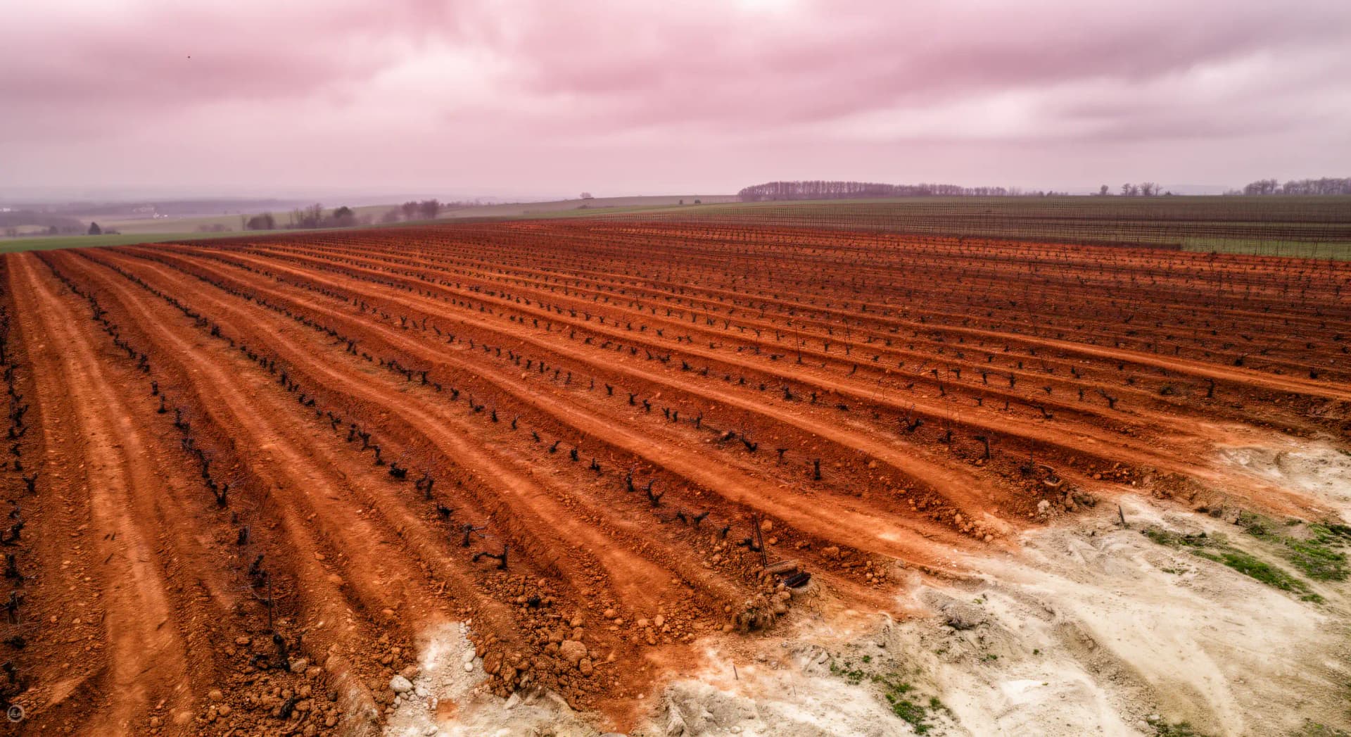 Arrachage vignes Bordeaux 2026 : bilan 9 500 hectares