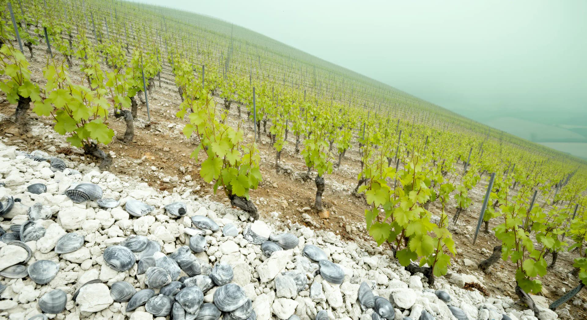 Chablis 2025 : précocité record, coulure et pluies d'août